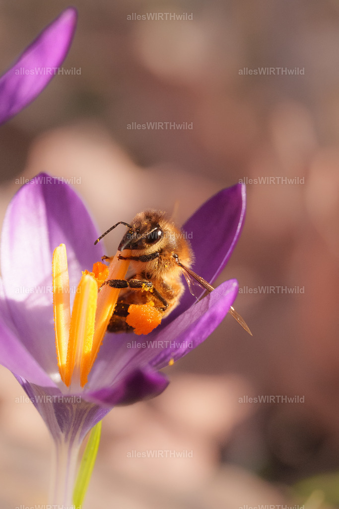Der erste Nektar | Entdecke die faszinierende Welt der Natur- und Wildlife-Fotografie von Daniel und Bärbel. Inspirierende Bilder von wilden Tieren und kleinen Naturwundern.