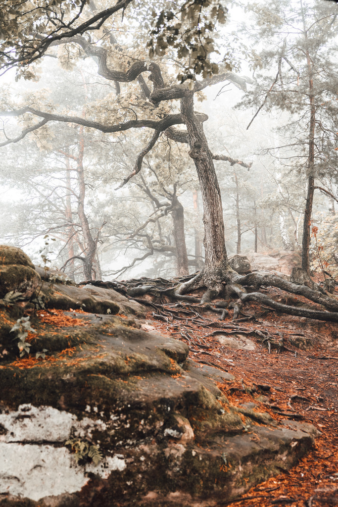 mystical tree | Ein Baum mit beeindruckenden Wurzeln, der durch den Nebel und das Licht mystisch wirkt. Durch das Entsättigen der Grüntöne wirkt das Bild, wie von einem anderen Ort.