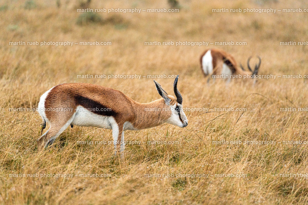 Springboks | Springboks crossing the South African grasslands - Realisiert mit Pictrs.com