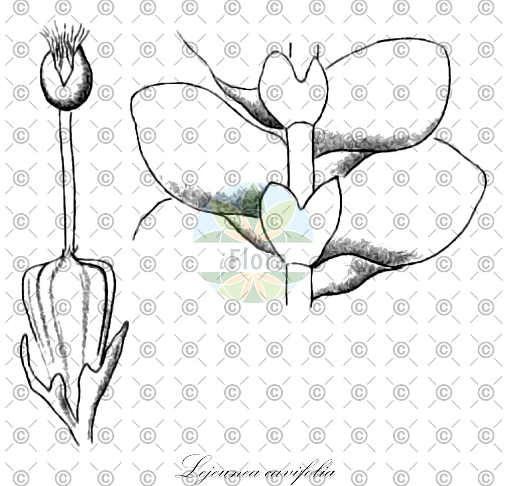 HistAbb_5C3Y_1_ENZY_Simple | Historische Abbildung von Lejeunea cavifolia - Lejeuneaceae | Historical Illustration of Lejeunea cavifolia - Lejeuneaceae