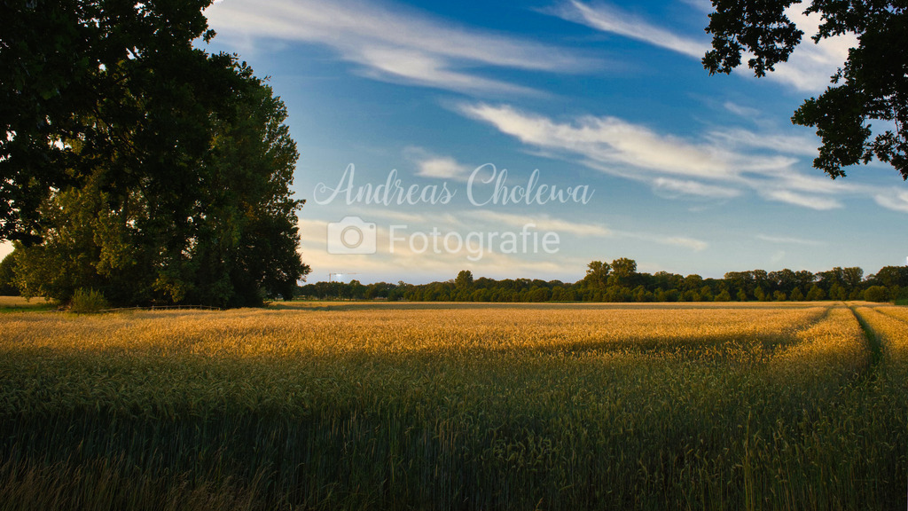 DSCF0033 | Der Onlineshop für malerische Fotografien aus dem Landkreis Vechta✅ Premium Druck auf Leinwand✅ Acryl✅ oder Alu-Dibond✅➤Jetzt Bestellen! - Realisiert mit Pictrs.com