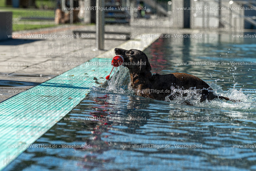 Hundeschwimmen_Volksbad_2026-allesWIRTHgut_Tierfotografie-2609061035-094538-7R509032 | Professionelle Tierfotografie in Mönchengladbach von Daniel Wirth (allesWIRTHgut). Liebevolle & natürliche Bilder von Hunden & Katzen für unvergessliche Erinnerungen.