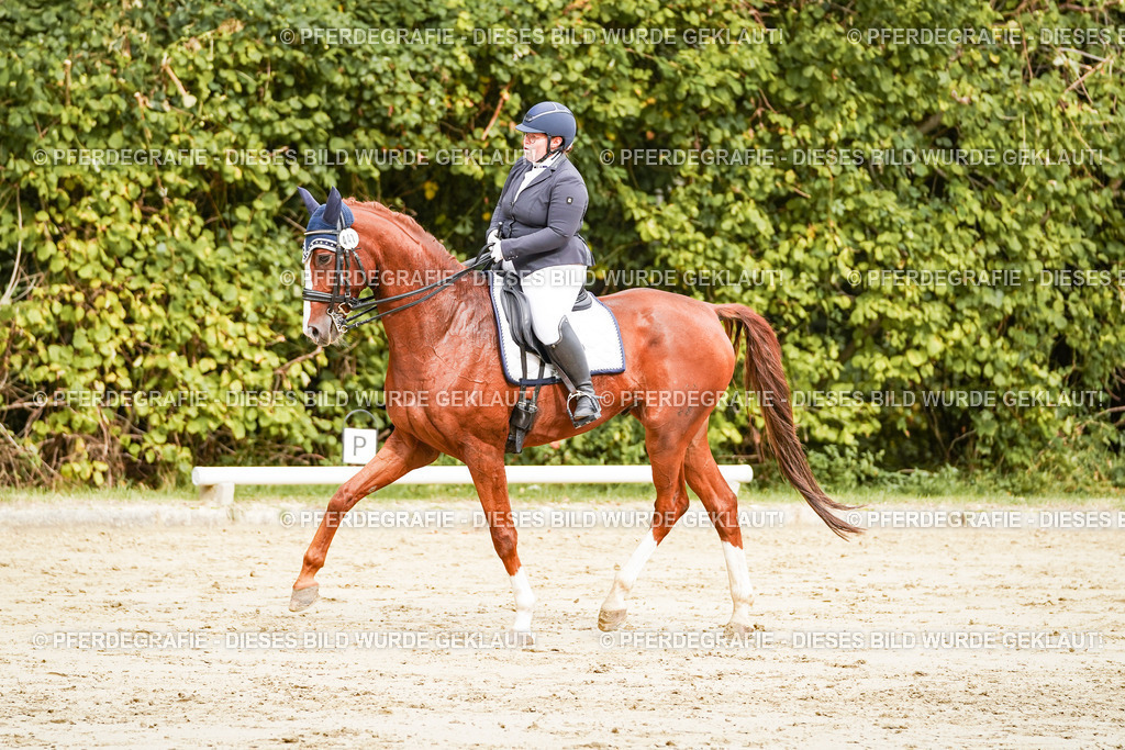 DSC03084 | Pferdegrafie