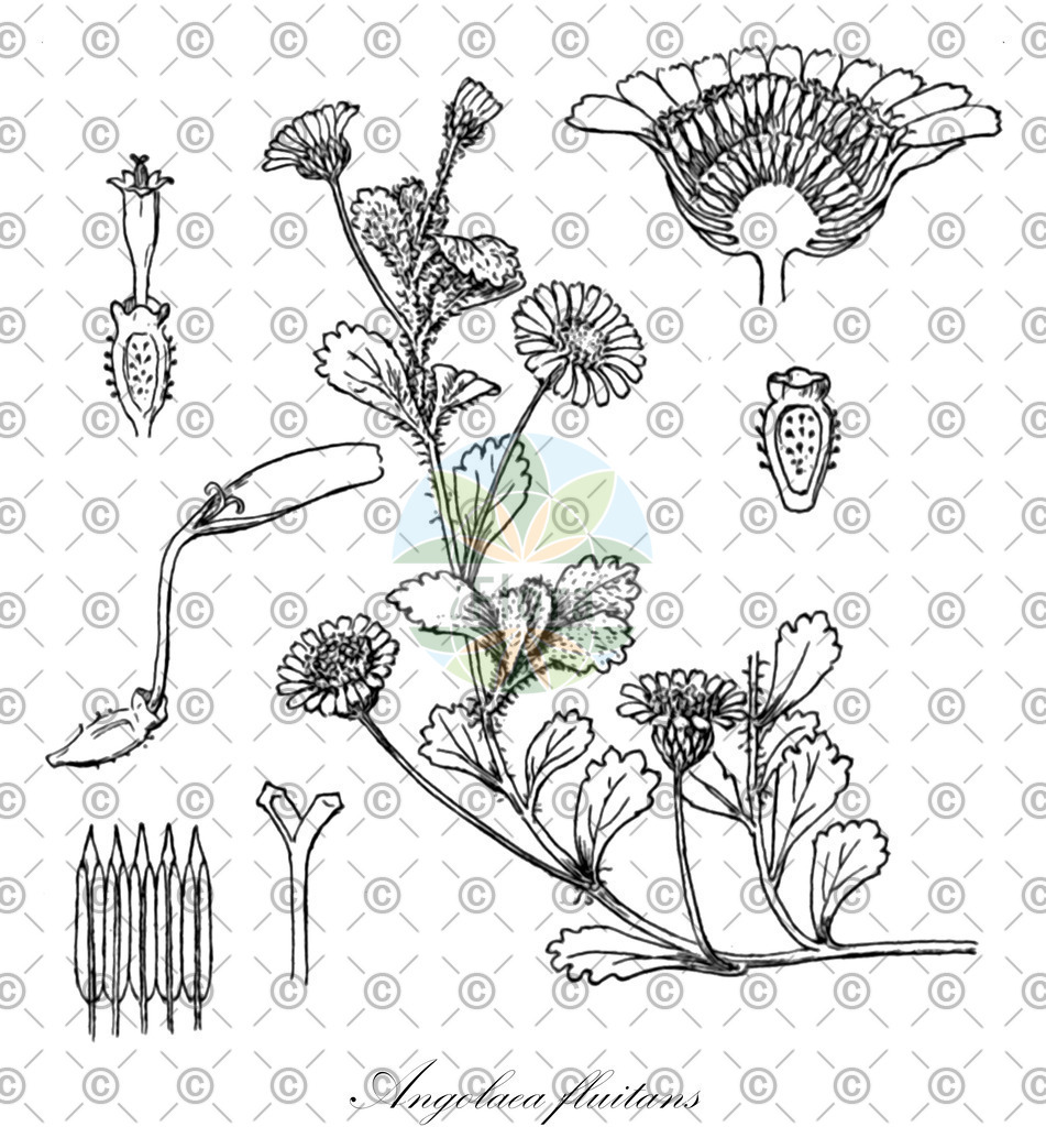 HistAbb_wfo-0000536542_239_ENZY_Simple | Historische Abbildung von Angolaea fluitans - Podostemaceae | Historical Illustration of Angolaea fluitans - Podostemaceae