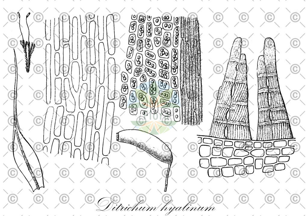 HistAbb_wfo-0000765637_1_ENZY_Simple | Historische Abbildung von Ditrichum hyalinum - Ditrichaceae | Historical Illustration of Ditrichum hyalinum - Ditrichaceae