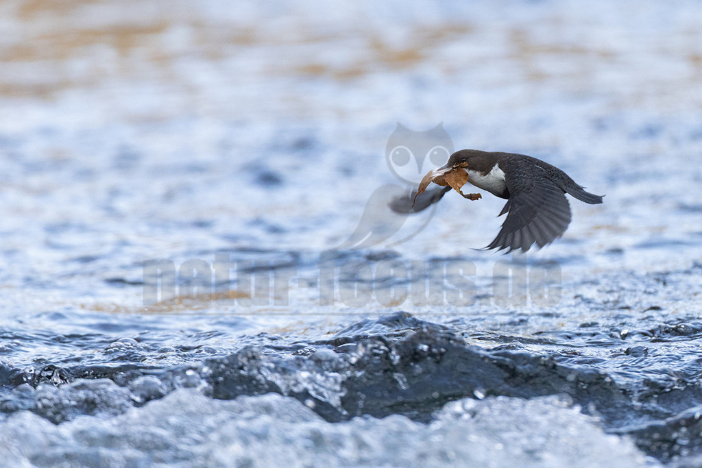 R6NF8575_20250316 | Die Wasseramsel ist stark an Gewässer gebunden und der einzige einheimische Singvogel, der tauchen und schwimmen kann. Ihr überwiegend braunes Gefieder ist sehr dicht und somit perfekt an die aquatische Lebensweise angepasst. Sie brütet vor allem in Mittel- bis Süddeutschland in der Nähe von geröllreichen, schnell fließenden Bächen und Flüssen im Wald- und Bergland.

 - Realisiert mit Pictrs.com