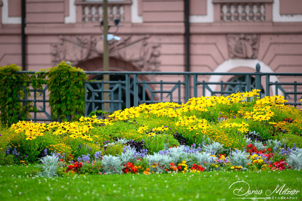 DSC_9030 | Fotografien, Fotos und Bilder aus Mainz, Frankfurt, Wiesbaden und anderen Orten auf der Welt - Fotografiert von Darius Metzner