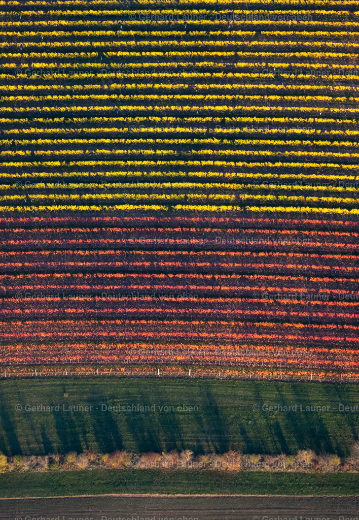 4042455 | Weinlage Herrschaftsberg bei Ippesheim