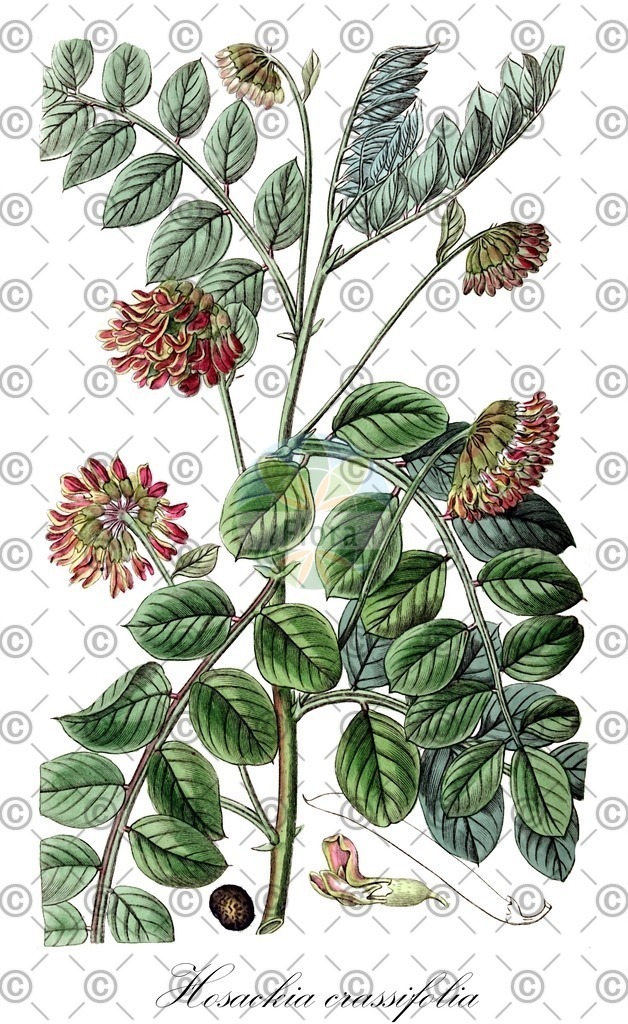 HistAbb_wfo-0000215083_1_ENZY_Simple | Historische Abbildung von Hosackia crassifolia - Fabaceae | Historical Illustration of Hosackia crassifolia - Fabaceae