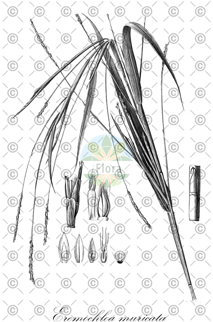 HistAbb_wfo-0000628570_1_ENZY_Simple | Historische Abbildung von Eremochloa muricata - Poaceae | Historical Illustration of Eremochloa muricata - Poaceae