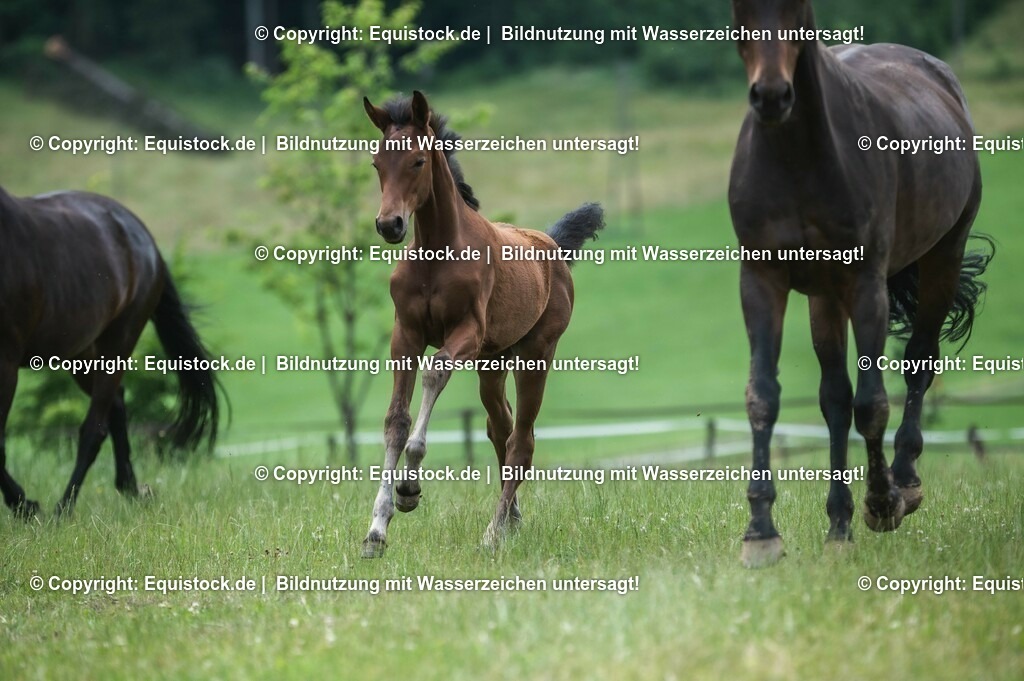 20210623_Fohlen_0443 | Foto: Thomas Hartig