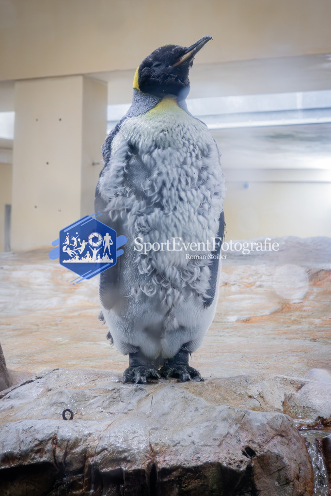 IMAG7765 | SportEventFotografie - Roman Stoiber