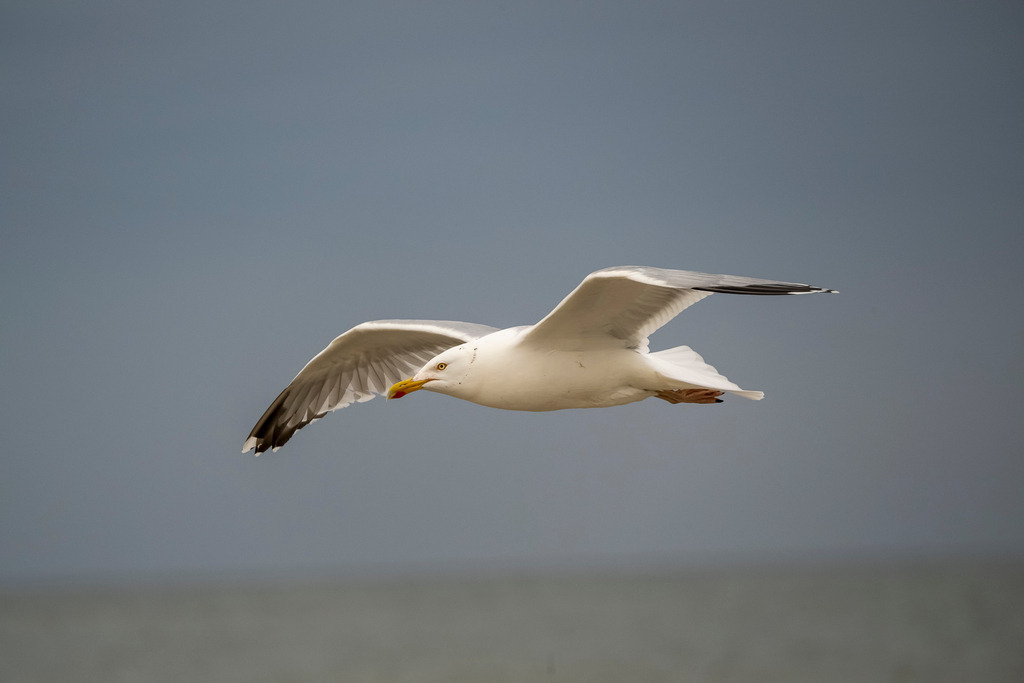 260608_Texel_0318_mr | Entdecke exklusive Fotografie im muebri Shop: Stimmungsvolle Motive  Naturaufnahmen und mehr. Jetzt hochwertige Wandbilder und Fotoabzüge online kaufen! - Realisiert mit Pictrs.com