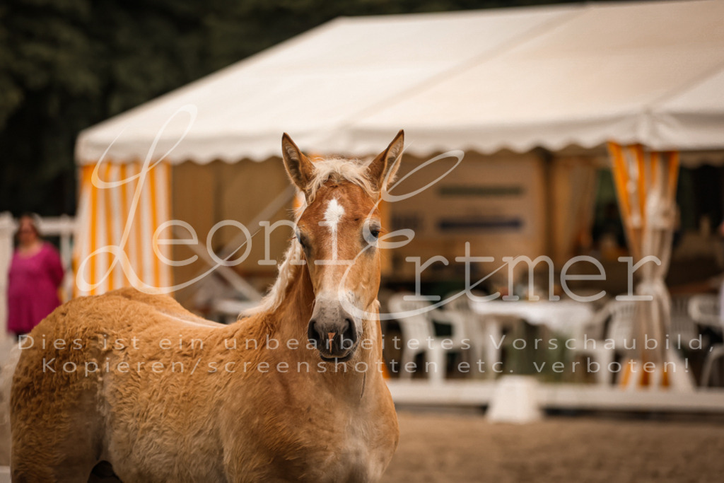 SaHF00039 | Leoni Ertmer Photography - Realisiert mit Pictrs.com