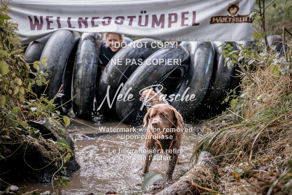 nelerasche_Hunsrück2026_Sa1400-1500_341 | nelerasche
