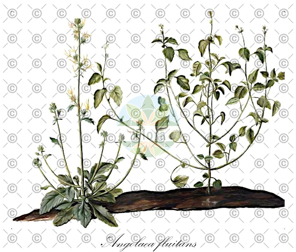 HistAbb_wfo-0000536542_403_ENZY_Simple | Historische Abbildung von Angolaea fluitans - Podostemaceae | Historical Illustration of Angolaea fluitans - Podostemaceae