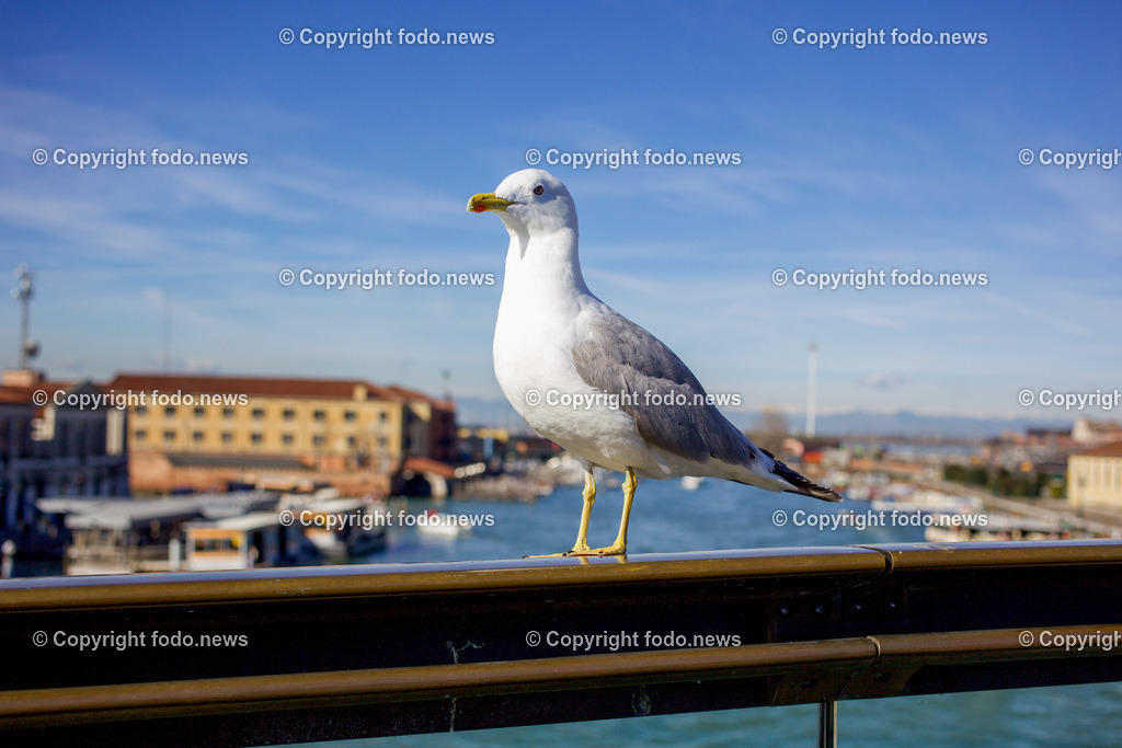 Venedig_ Stadtansichten_ Karneval_ 14.02.2024-12 | 14.02.2024, Italien, ITA, Venetien, Venedig, im Bild Moewe, Möwe, Wasservogel, Venedig, Stadtansichten, Touristen, venezianisch, Reise, Venedig, Venezia, Venetien, Stadtansicht, Adria, Lagune, Pfahlbauten, Italien, Hochwasser, Creativ, Kreativ