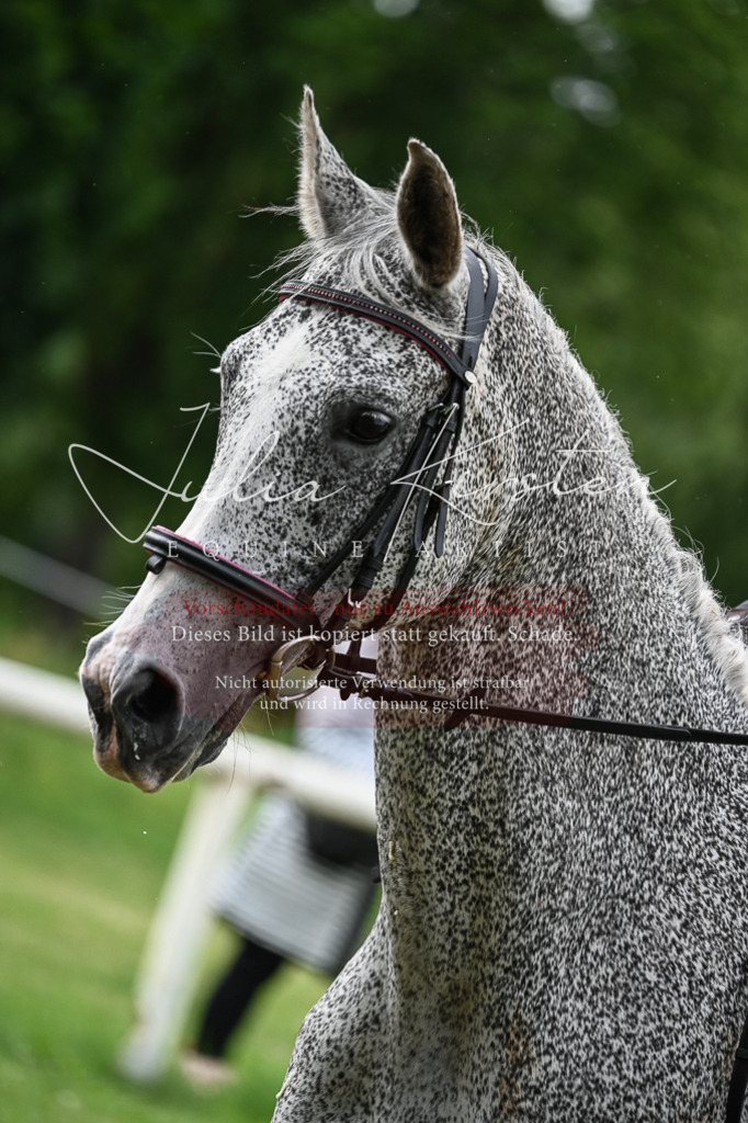 DSC_8355 | Pferde- und Turnierfotografie in Westsachsen. Pferdeportraits, Auftragszeichnungen und intuitive Kunst.