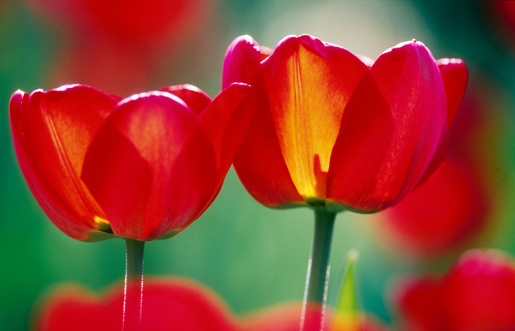 Rote Tulpen | Rohrbrunn, Austria - April 28, 2009: Rote Tulpen. - Realisiert mit Pictrs.com