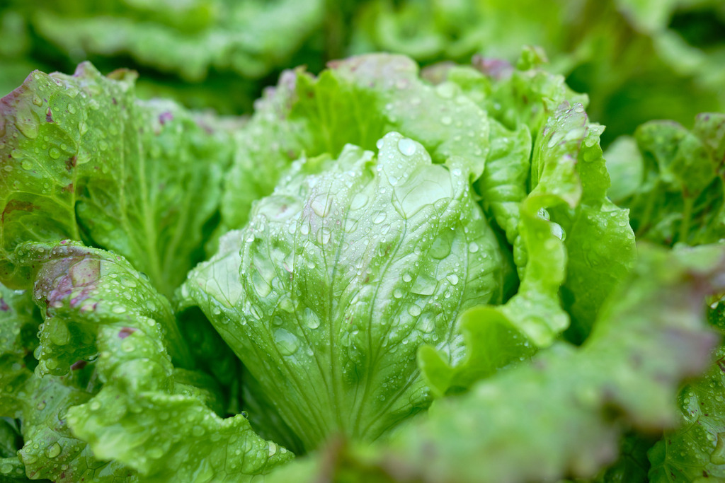 Gruener Eissalat mit Regentropfen | Wien, Austria - May 13, 2023: Gruener Eissalat mit Regentropfen. - Realisiert mit Pictrs.com