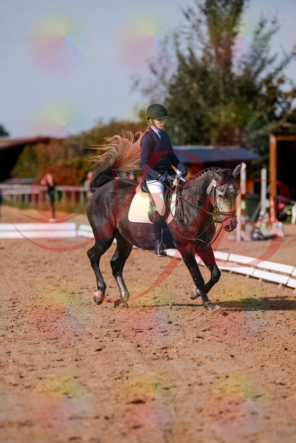 2026_10_03_Siefer-Hof_120336_Z81_05182659 | Professionelle Reitsport-, Turnier- und Eventfotografie von Robert Broda. Galerien mit ausgewählten und bearbeiteten Bildern direkt online ansehen und bestellen.