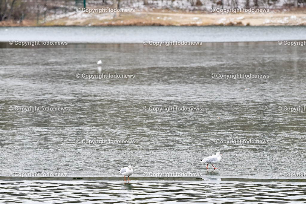 Pleschinger See_ Winter_ 13.01.2024-6 | 13.01.2024, Plesching, AUT, Pleschingersee, Winter, im Bild duenne Eisschicht, Voegel, Wasservoegel, Moewen