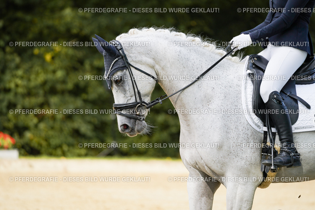 DSC02545 | Pferdegrafie