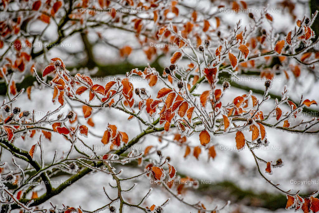 DSC_0994 | Lindenfels, Winterimpressionen aus Lindenfels, ,, Bild: Thomas Neu