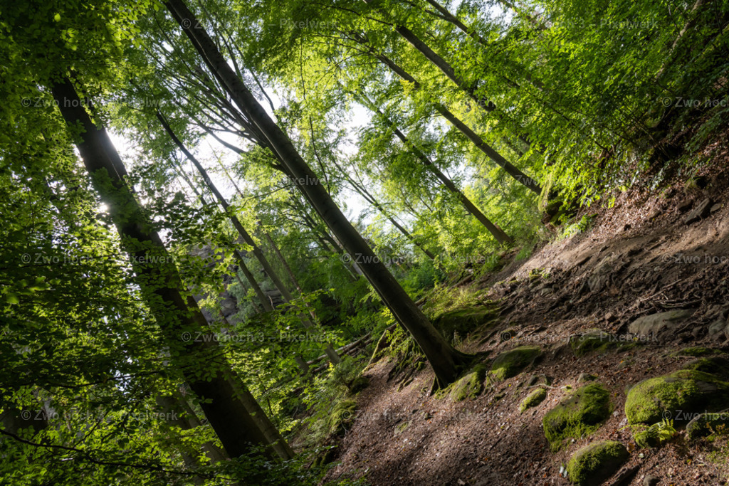 Rosssteig_Goldstein_Wald_Waldweg_Baumstamm_Schattenspiel | 2022-08-30_Waldbrandgebiete_1 - Realisiert mit Pictrs.com