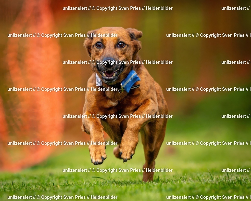 Sven Pries | 2024-09-22 - Hunderennen Baden-BadenPudelverein - Realisiert mit Pictrs.com