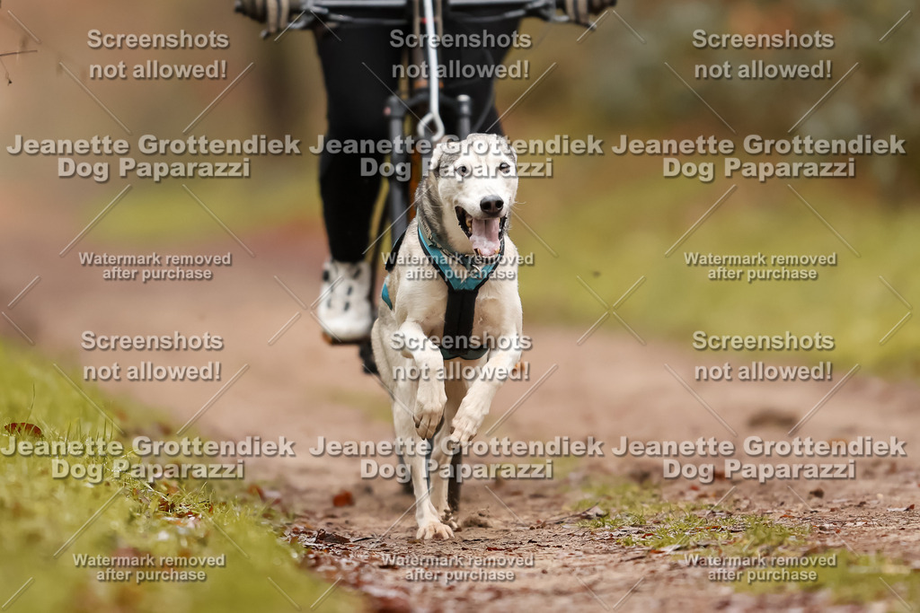 Dog Paparazzi - Speedhunter Mannheim  2025-17 | Dog Paparazzi Jeanette Grottendiek Fotografie & Videografie