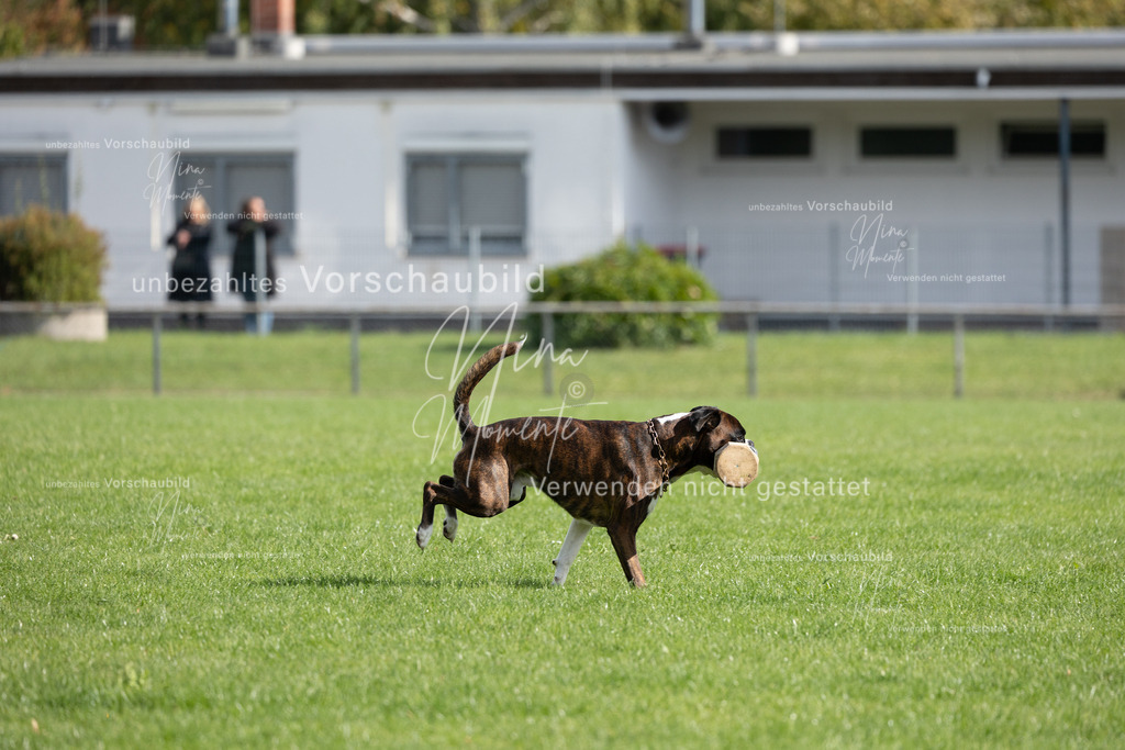 _16A6891 | Einzigartige Fotos von Hunden & Menschen –Actionfotos, Portraits, Vereinsaufnahmen & Paarshootings – authentisch, lebendig & mit Herz.
