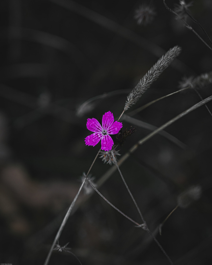 _DSC2669 | renerovisanfotoart.com