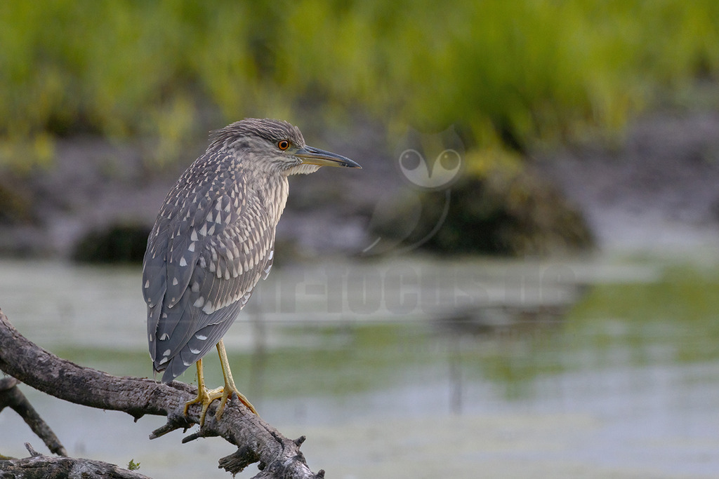 R5II9015_20250528 | Der Nachtreiher ist ein kleiner eher gedrungen wirkendender Reiher und hat einen passenden Namen, denn er ist hauptsächlich dämmerungs- und nachtaktiv. Aus dem grauen und blauschwarzen Erscheinungsbild stechen die karminroten großen Augen klar hervor. In Deutschland brüten bisher nur wenige Brutpaare im Süden. Häufig sieht man ihn in der Dunkelheit nicht, sondern kann viel eher seinen froschartig quakenden Ruf hören. - Realisiert mit Pictrs.com