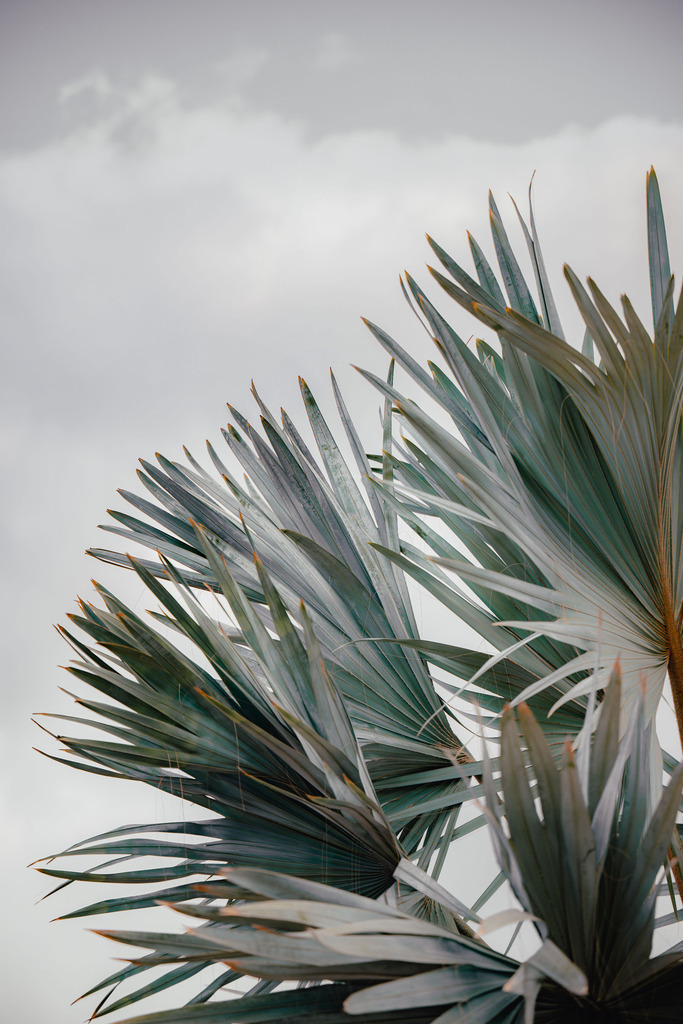 Teneriffa_by Leevke Draack_3 | Du suchst natürliche und atmosphärische Prints oder Leinwanddrucke? In diesem Shop gibt es alles, nur kein Mainstream. - Realisiert mit Pictrs.com