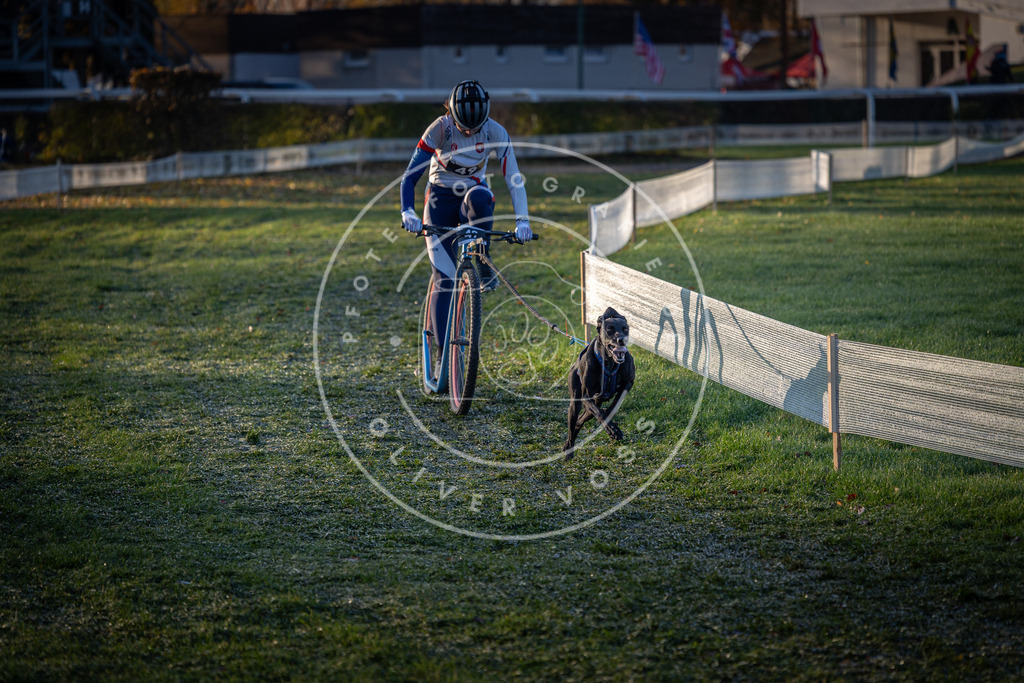CaniXpix_0L8A2183 | Hundefotografie, Tierfotograf, Pfotenfotografie, Fotoshooting Hund, Hunde Portrait, Hundesport, Hundeportraits, Heideshooting, Hunde, Sportfotograf, Hundefotograf, Turnierhundsport, THS,  - Realisiert mit Pictrs.com