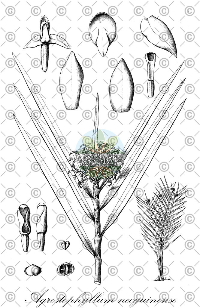 HistAbb_wfo-0000927157_1_ENZY_Simple | Historische Abbildung von Agrostophyllum neoguinense - Orchidaceae | Historical Illustration of Agrostophyllum neoguinense - Orchidaceae