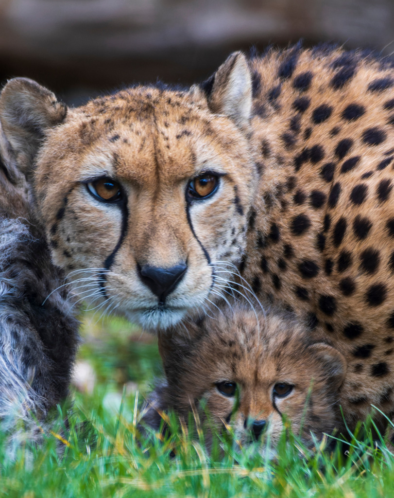 Südlicher Gepard | Der Südliche Gepard ist eine bedrohte Art mit einer beeindruckenden Geschwindigkeit von bis zu 120 km/h. Er lebt hauptsächlich in Südafrika und Namibia, wo sein Lebensraum durch menschliche Eingriffe stark eingeschränkt wird. Schätzungen zufolge gibt es nur noch etwa 6.000 Tiere in freier Wildbahn.  - Realisiert mit Pictrs.com