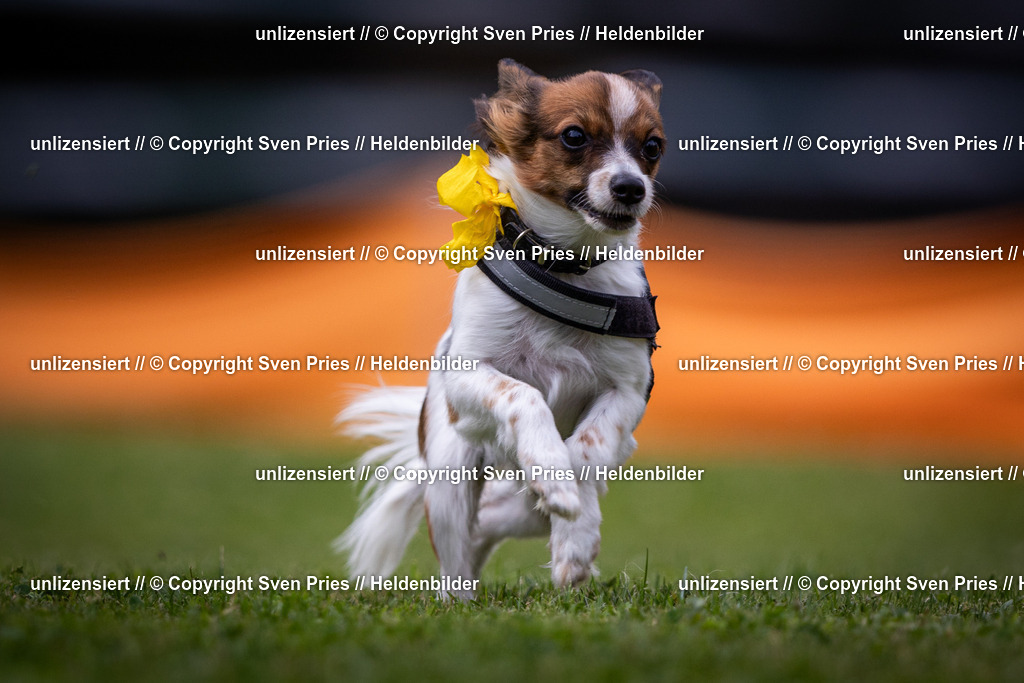 Sven Pries | 19. Allgemeines Hunderennen Karlsruhe Durlach - Realisiert mit Pictrs.com