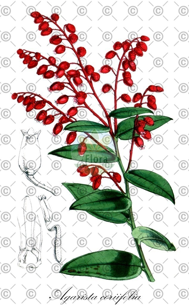 HistAbb_wfo-0000523206_1_ENZY_Simple | Historische Abbildung von Agarista coriifolia - Ericaceae | Historical Illustration of Agarista coriifolia - Ericaceae