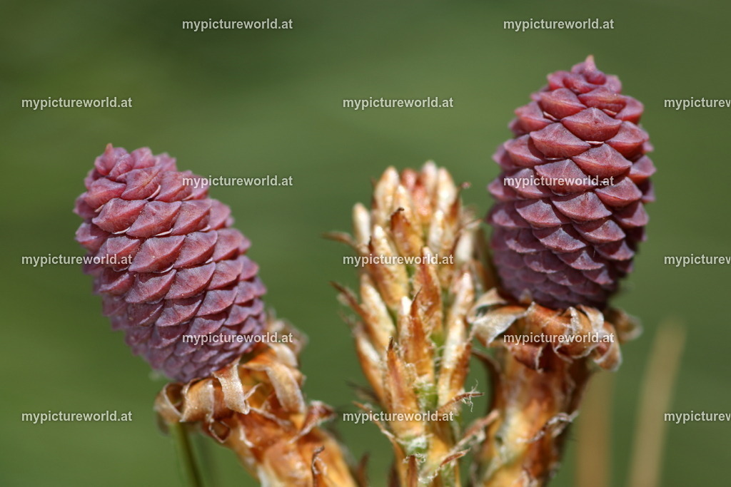 Aleppo-Kiefer-005 | Das Bilderarchiv über Tiere, Planzen und Landschaften. In der Bilddatenbank finden Sie ein große Auswahl an hochwertigen Bilder für Ihre Werbung - Realisiert mit Pictrs.com