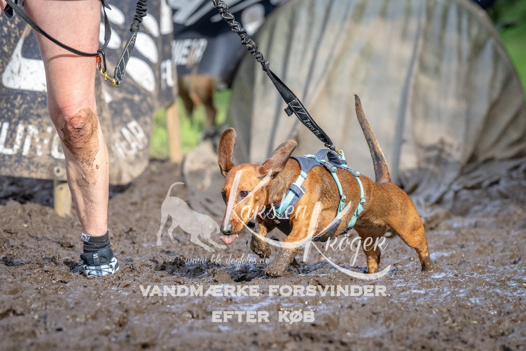 1734_ZZ92672 | kk-dogfotos