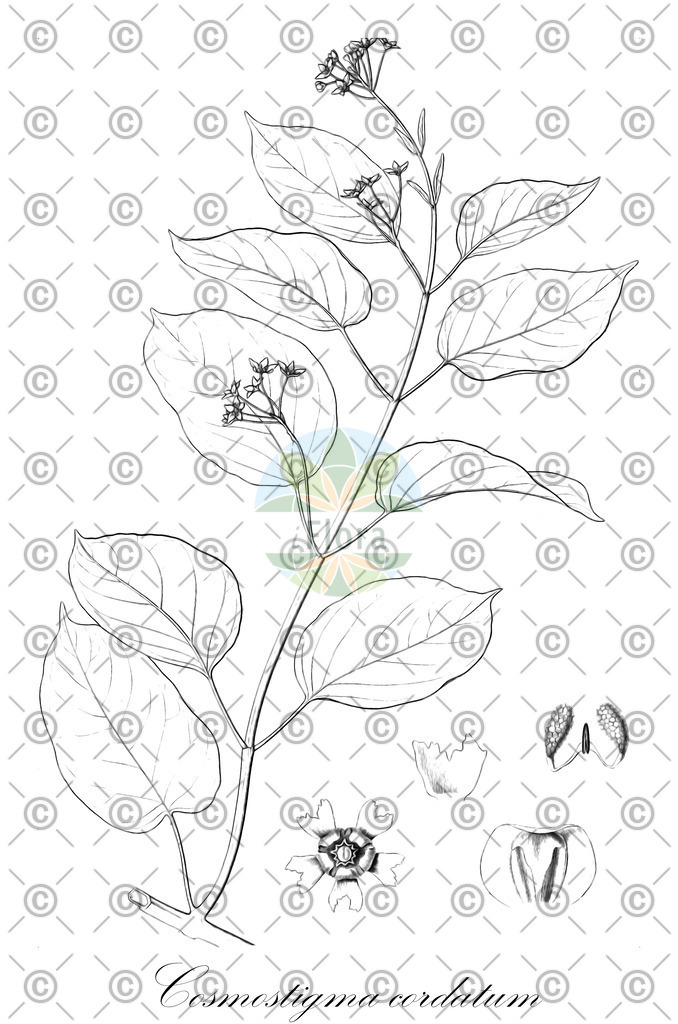 HistAbb_wfo-0000623609_1_ENZY_Simple | Historische Abbildung von Cosmostigma cordatum - Apocynaceae | Historical Illustration of Cosmostigma cordatum - Apocynaceae