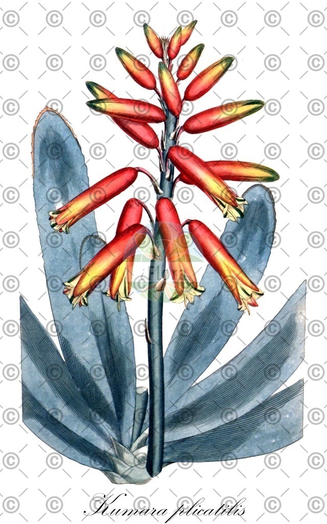 HistAbb_wfo-0001338831_3_ENZY_Simple | Historische Abbildung von Kumara plicatilis - Asphodelaceae | Historical Illustration of Kumara plicatilis - Asphodelaceae