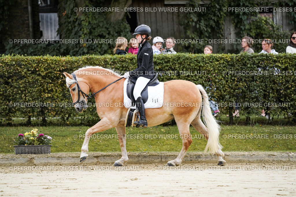 DSC04848 | Pferdegrafie