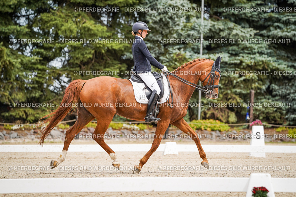 DSC04716 | Pferdegrafie