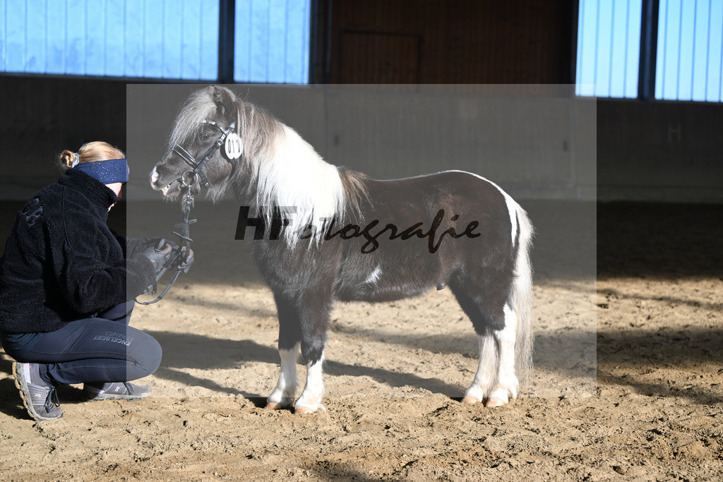 Kat-Nr. 11 SDH Bowies Painted Silver v. Rose Dancing Toreador_Gossing_49250398 | hf-fotografie - Realisiert mit Pictrs.com