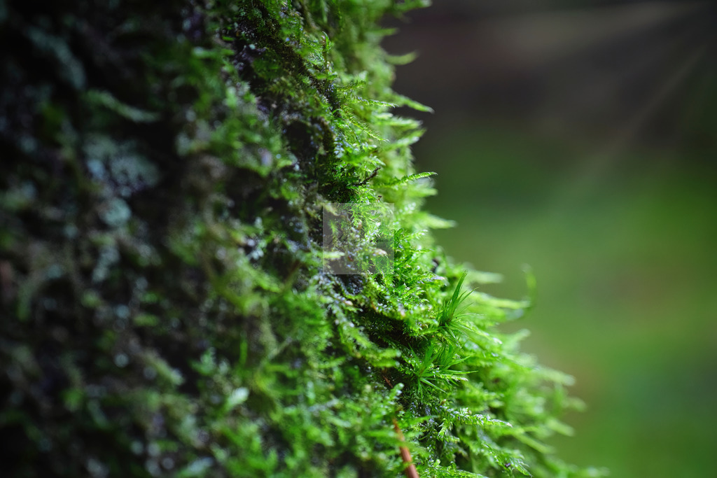 Makro - floral (64) | Buche Fotoshootings und entdecke hochwertige Fotoprodukte bei Mathias Ku Photos. Personalisiert, kreativ & mit Liebe zum Detail. Jetzt informieren! - Realisiert mit Pictrs.com