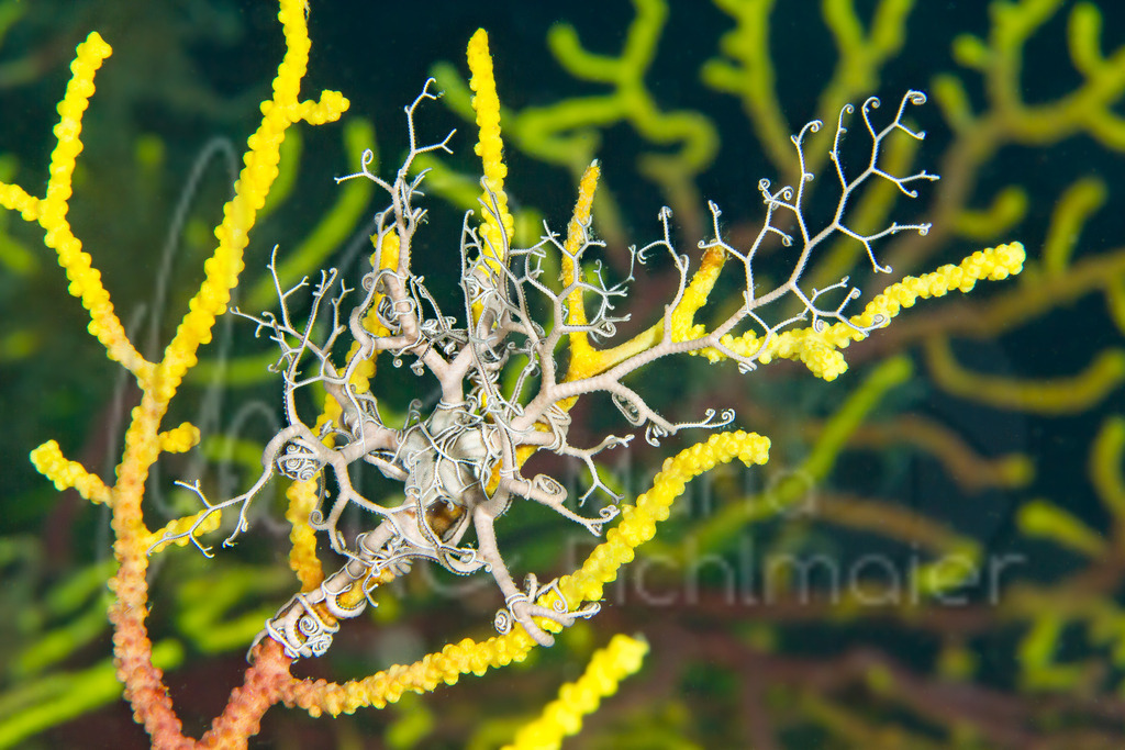 Astrospartus mediterraneus | Gorgonenhaupt - Realisiert mit Pictrs.com