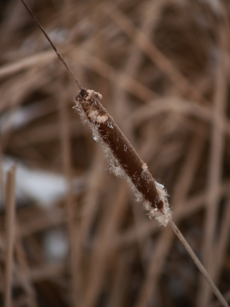 PSX_20230127_235211 | OLYMPUS DIGITAL CAMERA - Realisiert mit Pictrs.com